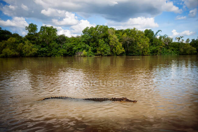 Água salgada Crocodile swimming in Adelaide River, North Territory, Australia — Fotografia de Stock