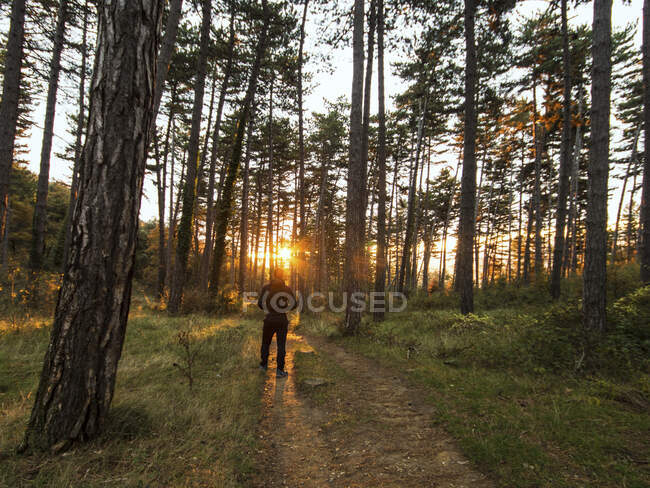 Man standing in forest at sunrise, Navarre, Spain — Stock Photo