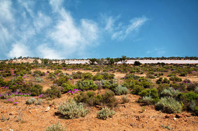 Vista panoramica del deserto di Kalgoorlie, Australia Occidentale, Australia — Foto stock
