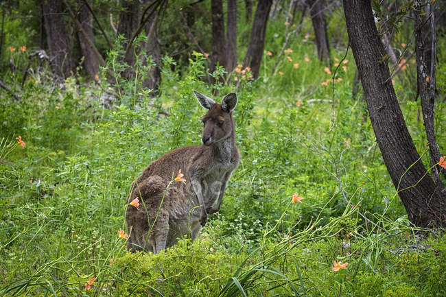 Close-up retrato de um canguru, Perth, Austrália Ocidental, Austrália — Fotografia de Stock
