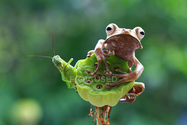Ушастая лягушка и кузнечик сидят на растении, размытом фоне — стоковое фото