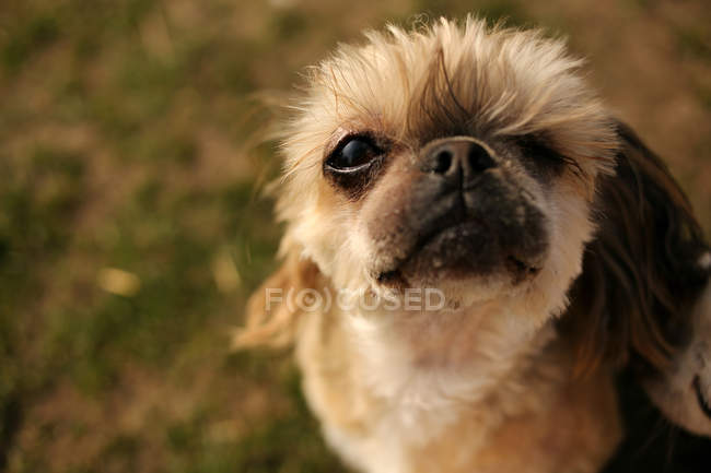 Retrato de um cão de resgate Shih tzu com um olho — Fotografia de Stock