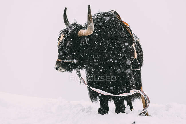 Yak dans la neige, Dombai, République de Karachay-Tcherkessia, Russie — Photo de stock