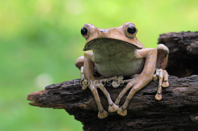 Retrato de cerca de una rana orejuda, fondo borroso - foto de stock