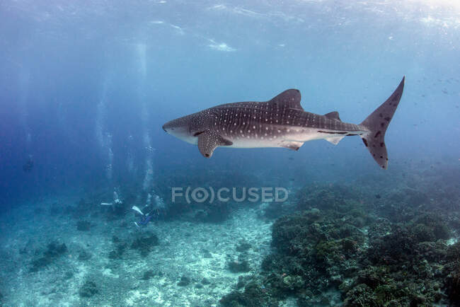Whale shark swimming above three subs, Tubbataha Reef Natural Park, Filippine — Foto stock
