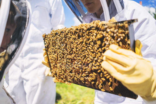 Apicultores sosteniendo marcos de cría con abejas - foto de stock