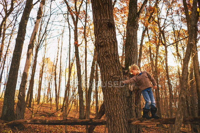 Мальчик взбирается на дерево в лесу на природу — стоковое фото