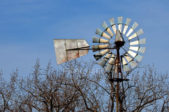 Moinho de vento de estilo americano acima das copas de árvores, Pampa, Argentina — Fotografia de Stock
