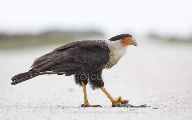 Northern Crested Caracara with prey against blurred background — Stock Photo