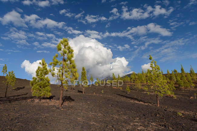 Árvores em camas de lava, Parque Nacional Teide, Tenerife, Ilhas Canárias, Espanha — Fotografia de Stock