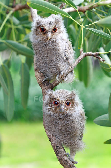 Two owlets sitting on a branch, Indonesia — Foto stock