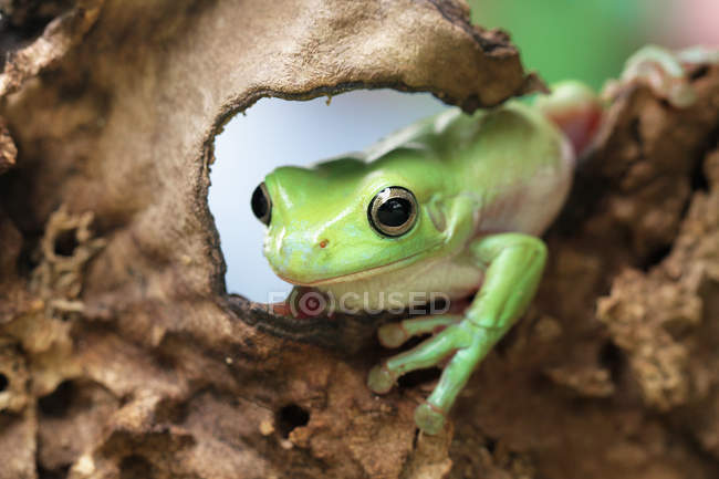 Глупая лягушка сидит на дереве, вид крупным планом — стоковое фото