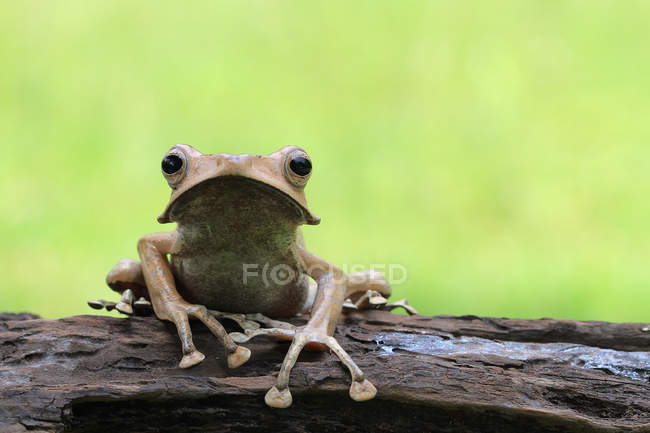 Ушная лягушка сидит на логе, копирует пространство — стоковое фото
