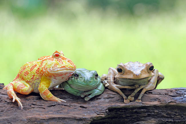 Три лягушки сидят на бревне, размытом фоне — стоковое фото