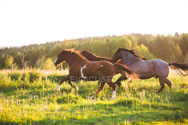 Três cavalos correndo no campo, prado de grama verde — Fotografia de Stock