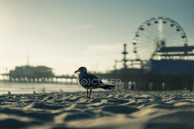 Gabbiano sulla spiaggia, Santa Monica, California, America, Stati Uniti — Foto stock