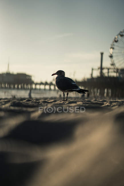 Чайки на пляжі, Санта-Моніка, Америка, США — стокове фото