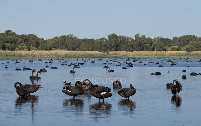 Rebanho de cisnes negros em um lago na natureza selvagem — Fotografia de Stock