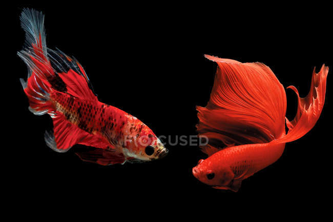 Крупним планом величні риби бета на чорному фоні — стокове фото