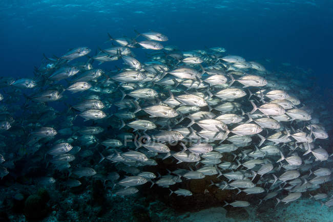 Escuela de peces Jack, Parque Natural de los Arrecifes de Tubbataha, Filipinas - foto de stock