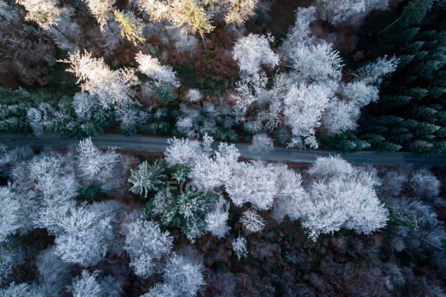 Luftaufnahme einer Straße, die sich durch schneebedeckte Bäume schlängelt, Salzburg, Österreich — Stockfoto