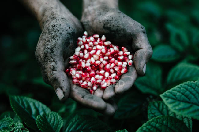 Man with fresh soil on his hands  holding pomegranate seeds — Stock Photo