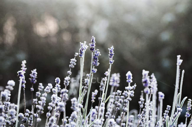 Closeup view of Lavender flowers in frost — Stock Photo