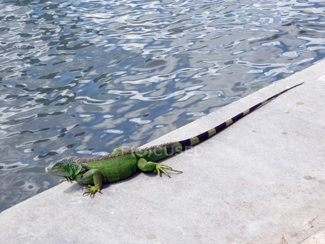 Lizard on a edge of pool, closeup view, selective focus — Stock Photo