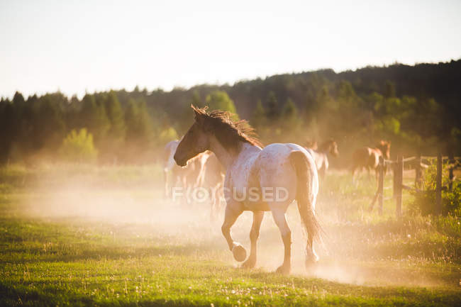 Бег лошади в поле, Британская Колумбия, Канада — стоковое фото