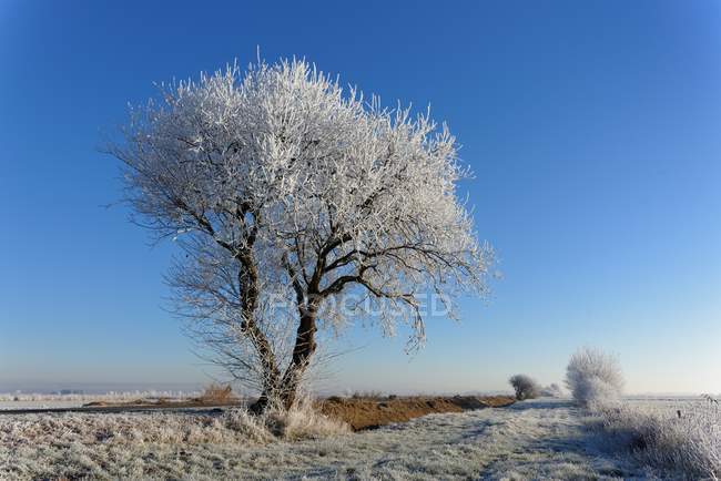 Malerischer Blick auf frostbedeckten Baum, Tergast, Niedersachsen, Deutschland — Stockfoto