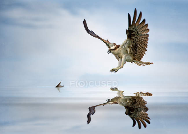 Malerischer Blick auf majestätische Fischadler auf der Jagd nach Fischen, die sich im Wasser spiegeln — Stockfoto