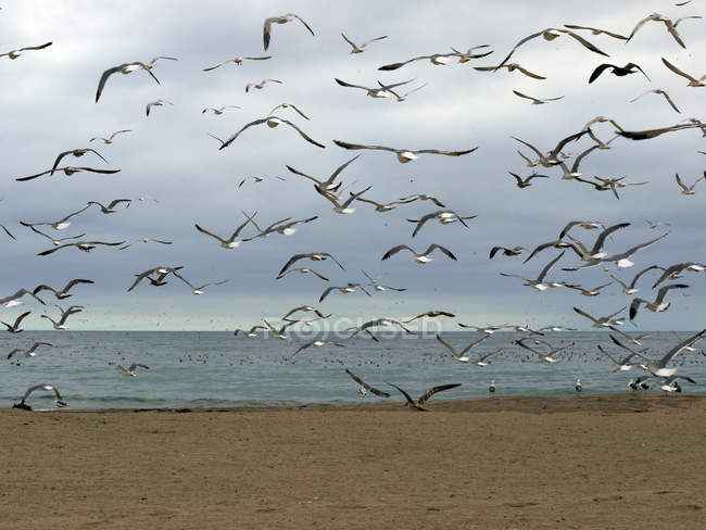 Gaviotas volando en la playa, Santa Cruz, California, Estados Unidos - foto de stock