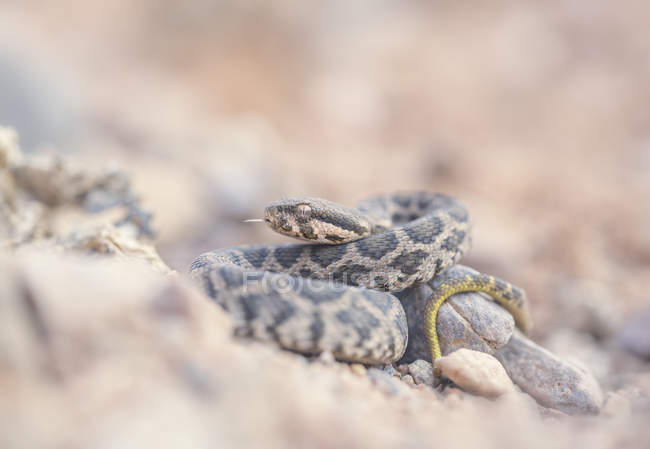 Giovane serpente vipera moresco nascosto tra le rocce, messa a fuoco selettiva — Foto stock