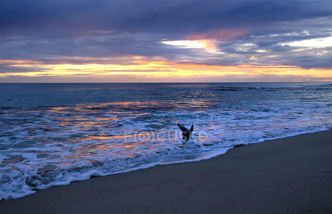 Gabbiano sulla spiaggia al tramonto, Perth, Australia Occidentale, Australia — Foto stock