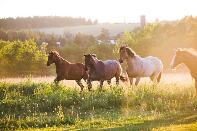 Vista panoramica di Quattro cavalli che corrono in un campo, Columbia Britannica, Canada — Foto stock