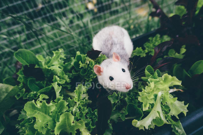 Rata picada paseando entre ensaladas frescas - foto de stock