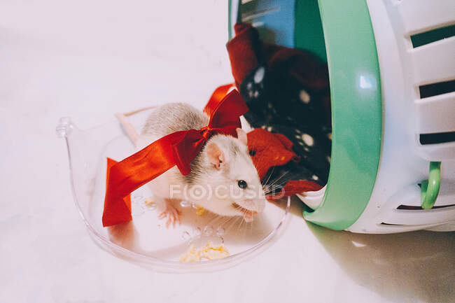 Кішка щура в бантику їсть попкорн — стокове фото