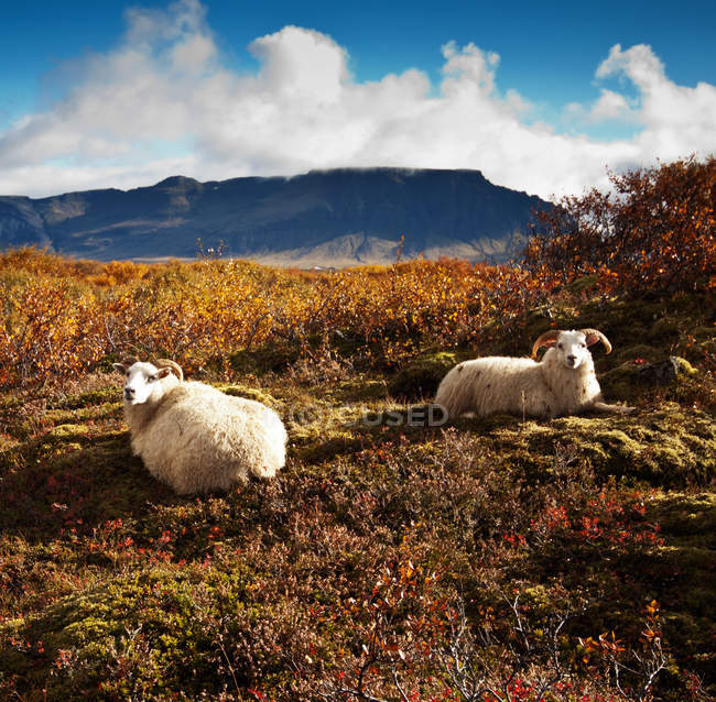 Две овцы в сельской местности, Исландия — стоковое фото