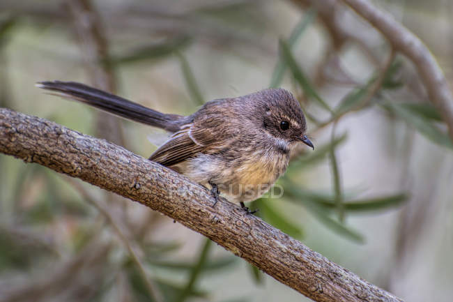 Grey Fantail bird against blurred background — Stock Photo