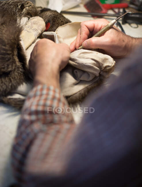 Tassidermista che lavora sulla pelliccia animale — Foto stock