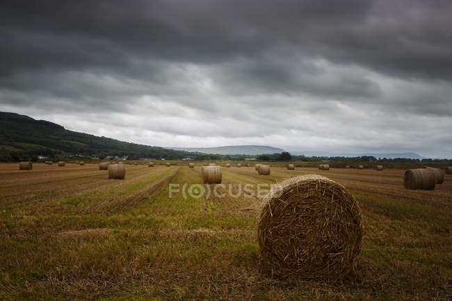 Vista panorâmica de fardos Hay em um campo, Irlanda do Norte, Reino Unido — Fotografia de Stock