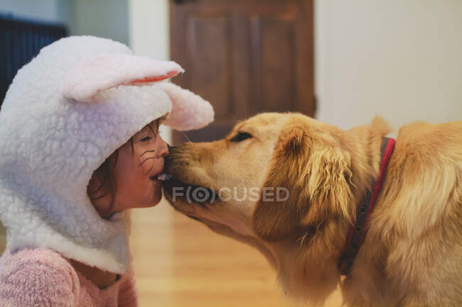 Golden retriever perro lamiendo la cara de una chica en un traje de conejo - foto de stock
