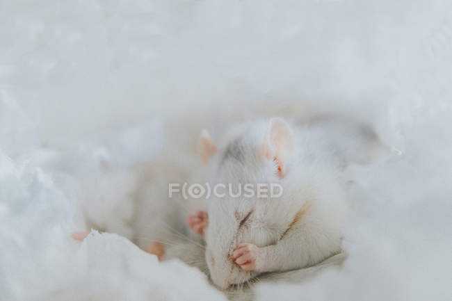 Closeup view portrait of a tired rat in white — Stock Photo