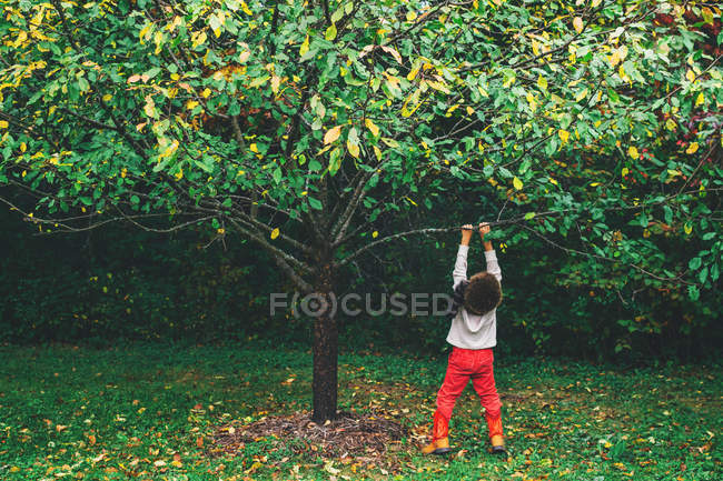 Menino pendurado em um galho na macieira — Fotografia de Stock