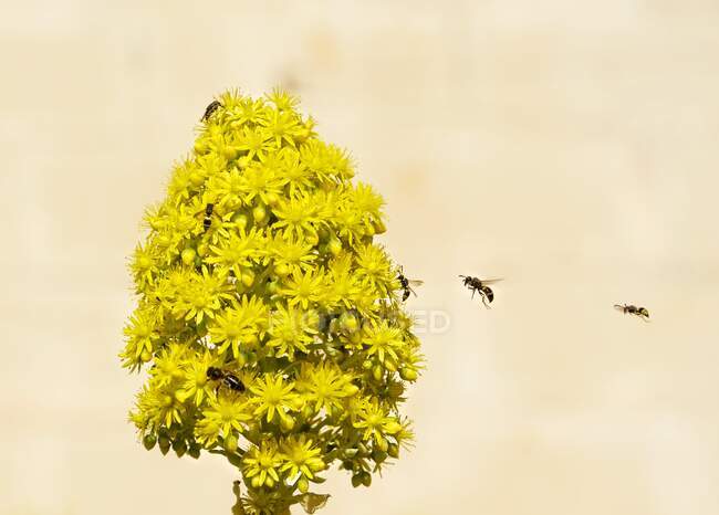 European honey bees pollinating flowers, Malta — Stock Photo
