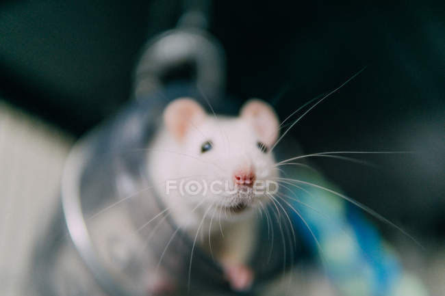 Portrait of a rat in a glass jar, blurred background — Stock Photo