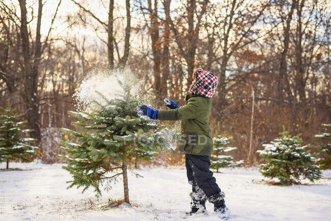 Мальчик бросает снег на елку — стоковое фото