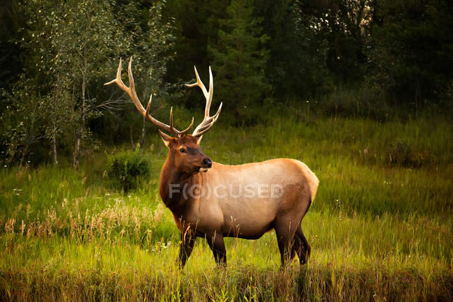 Scenic view of majestic male Elk, Alberta, Canada — Foto stock