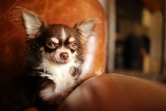 Longcoat Chihuahua dog sitting in an armchair — Stock Photo
