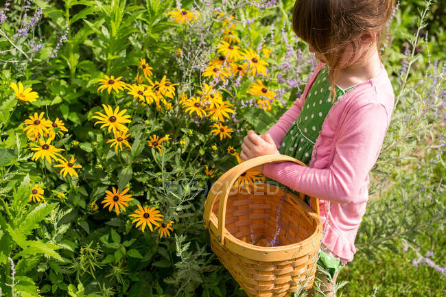 Girl collecting flowers in a basket — Stock Photo